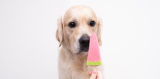 40 Easy and Healthy Homemade Dog Popsicles Your Pup Will Love