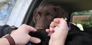 Could Dog Flu Make the Jump to Humans?