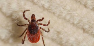 Tick- and Mosquito-borne Diseases on the Rise