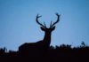 Can Humans Catch ‘Zombie Deer Disease’?