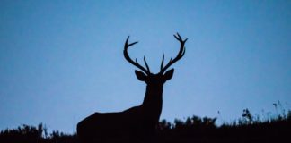 Can Humans Catch ‘Zombie Deer Disease’?