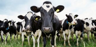Cows Have HIV-fighting Power
