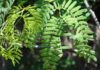 Removing This Invasive Shrub’s Flowers Could Help Combat Malaria