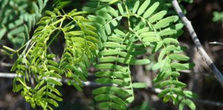 Removing This Invasive Shrub’s Flowers Could Help Combat Malaria