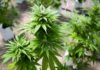 CNN’s Sanjay Gupta on How Marijuana Can Break Opioid Addiction