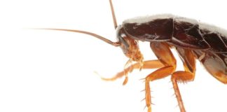 Popular Chinese ‘Healing Potion’ Is Mostly Cockroaches