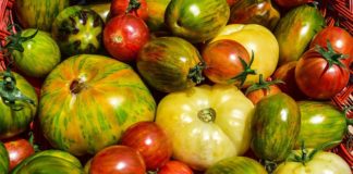 How Are Heirloom Tomatoes Different From Regular Tomatoes?