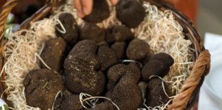 Truffles: The Rarest and Most Expensive Fungi in the World