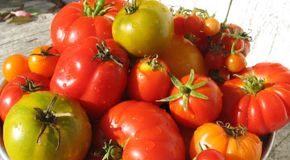 How to Choose the Perfect Tomato