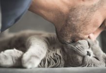 Slow Blinking at Your Cat Really Bonds You Both — Try It!