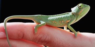 How Chameleons Change Color and Why They Do It