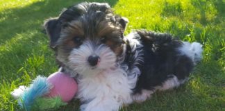 The Biewer Terrier Just Became the AKC’s Latest Breed