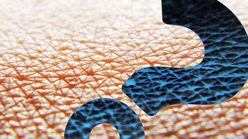 Alexander McQueen's Skin to Live Again  in Synthetic Leather  HowStuffWorks