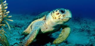 What Animal Can Hold Its Breath Longest?