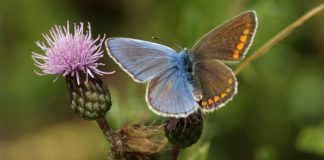 Yes, Animals Can Be Half Male and Half Female