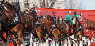 Budweiser’s Clydesdales: How These ‘Gentle Giants’ Came to Symbolize a Brand