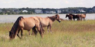 How Do Animals Survive Major Storms?