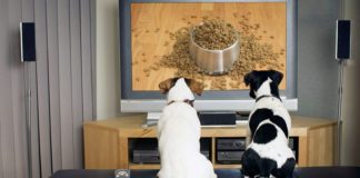DOGTV: The HBO for Fido?