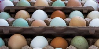 White, Brown, Green Chicken Eggs: What’s the Difference?