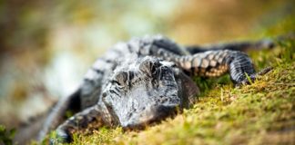 Eco Engineers: 5 Animals That Can Reshape Earth’s Waterways