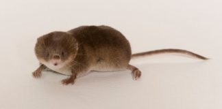 Scientists Shed Light on the Amazing Shrinking Shrew Skull