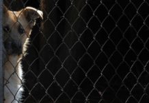 Connecticut Becomes First State to Appoint Legal Advocates for Abused Animals