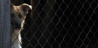 Connecticut Becomes First State to Appoint Legal Advocates for Abused Animals