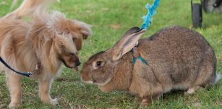 Flemish Giant Rabbits Are Docile Snuggle Bunnies