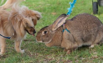 Flemish Giant Rabbits Are Docile Snuggle Bunnies
