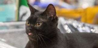 Is My Black Cat a Bombay Cat?