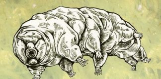 Tardigrade Mating Finally Caught on Camera, Is Suitably Weird