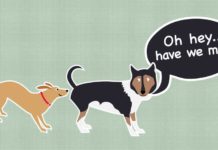 Why Do Dogs Sniff Each Other’s Butts?