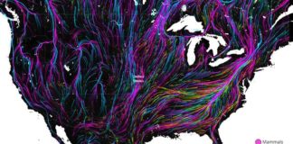 Hypnotic, Interactive Map Predicts Migration as Animals Become Climate Refugees