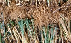 Vetiver is a grass native to India.