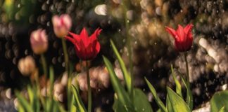 Tips for Growing Your Own Garden