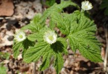 10 Potential Health Benefits of Goldenseal