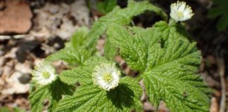 10 Potential Health Benefits of Goldenseal