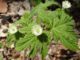 10 Potential Health Benefits of Goldenseal