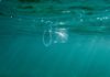 Plastic: It’s in Our Blood