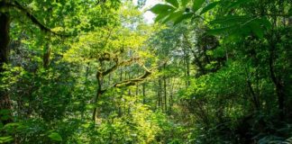 Better Health, Naturally? There’s a Prescription for That