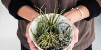 12 Ways to Get Your Nature Fix Indoors